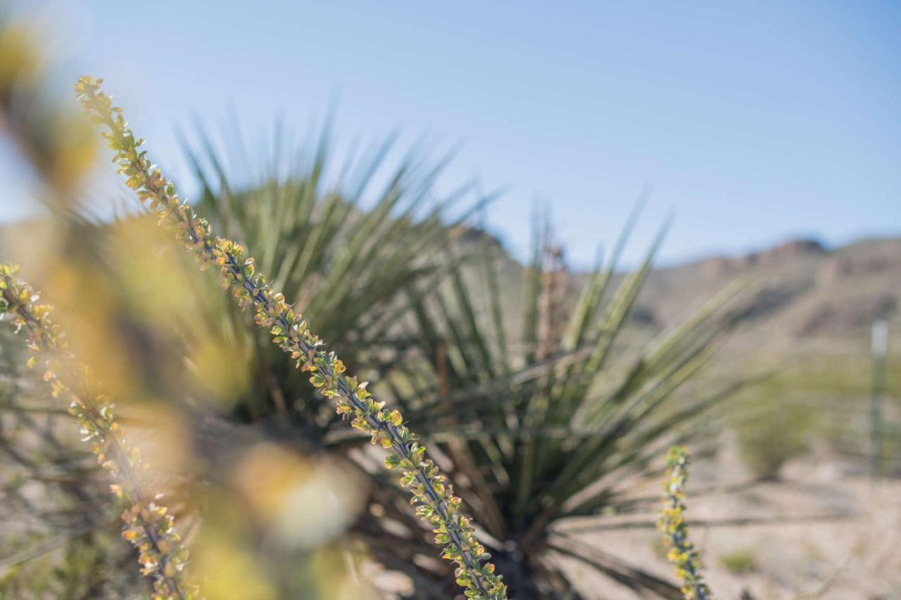 Desert Gardens Oasis in Lobo, TX Van Horn Eksteriør bilde