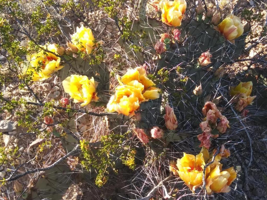 Desert Gardens Oasis in Lobo, TX Van Horn Eksteriør bilde